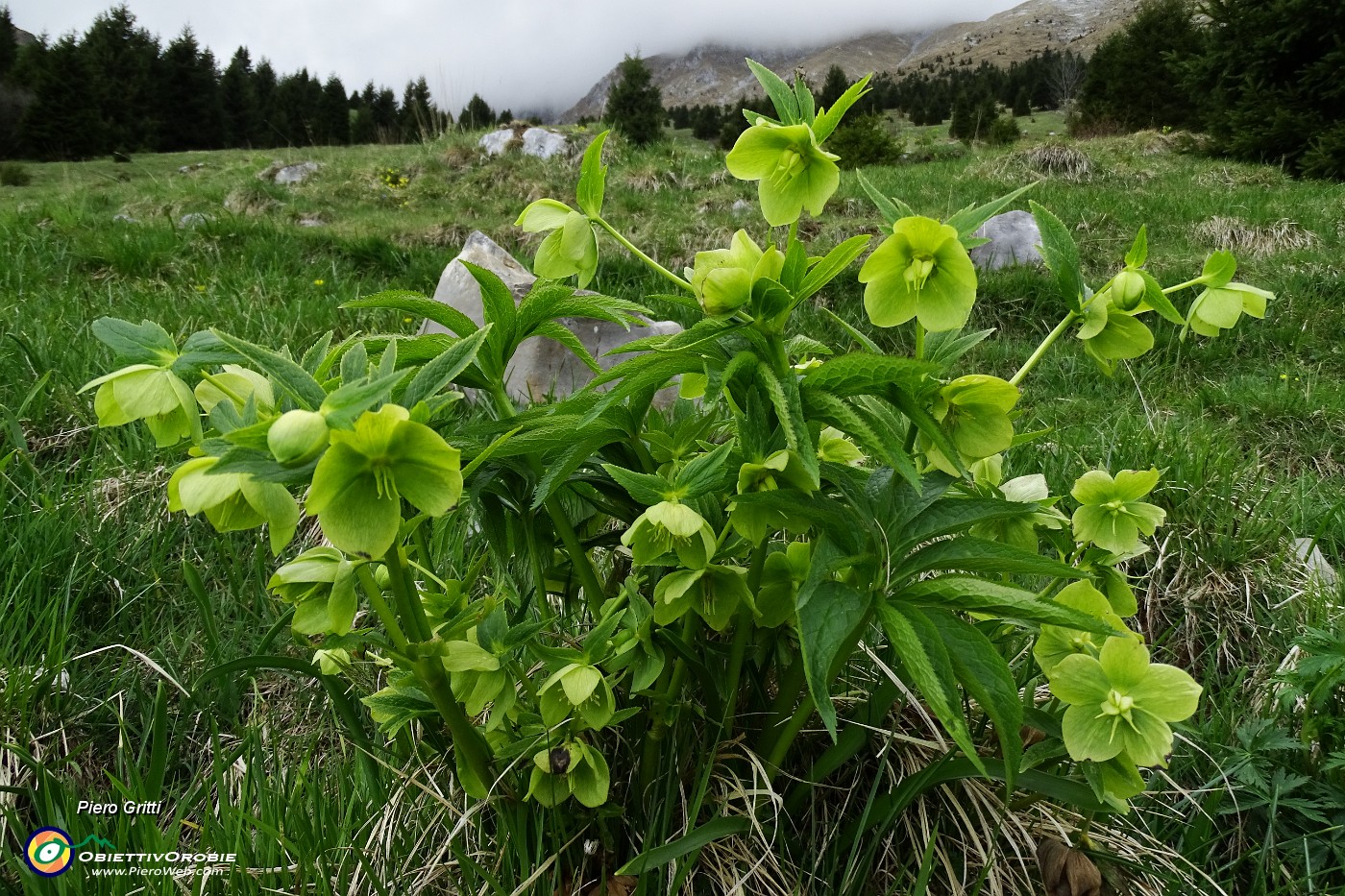 74 Elleboro fetido (Helleborus foetidus).JPG